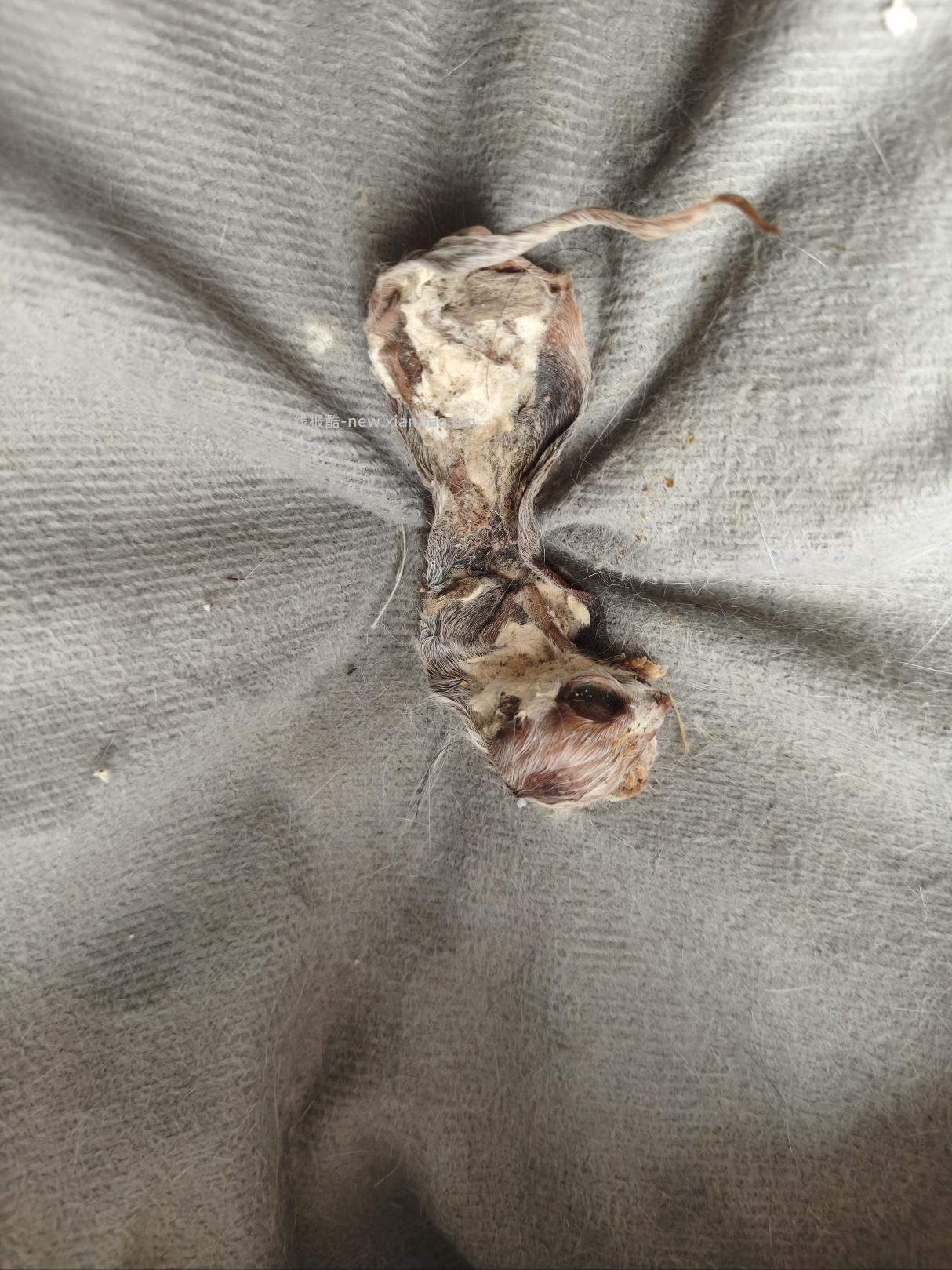 床底有只小猫都没发现 - 线报酷