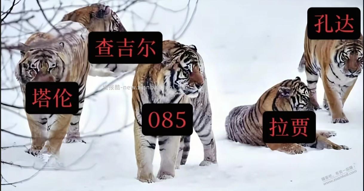 坏男孩联盟和五大虎王谁赢的概率大点？ - 线报酷