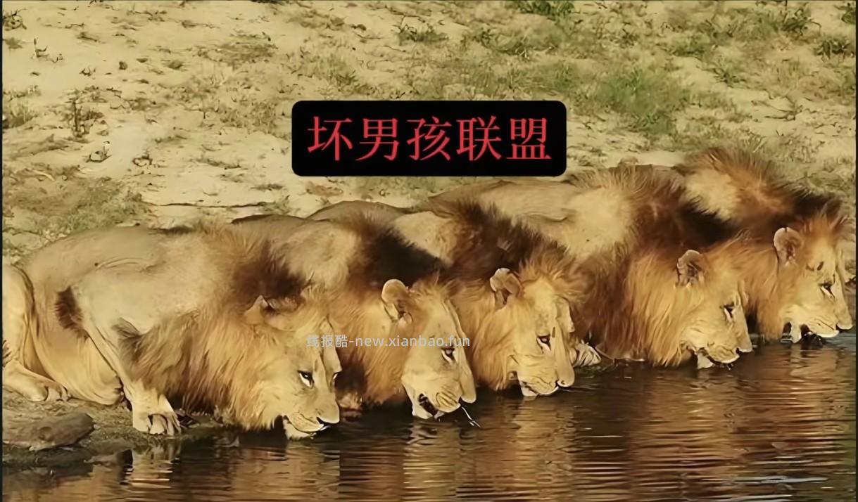 坏男孩联盟和五大虎王谁赢的概率大点？ - 线报酷