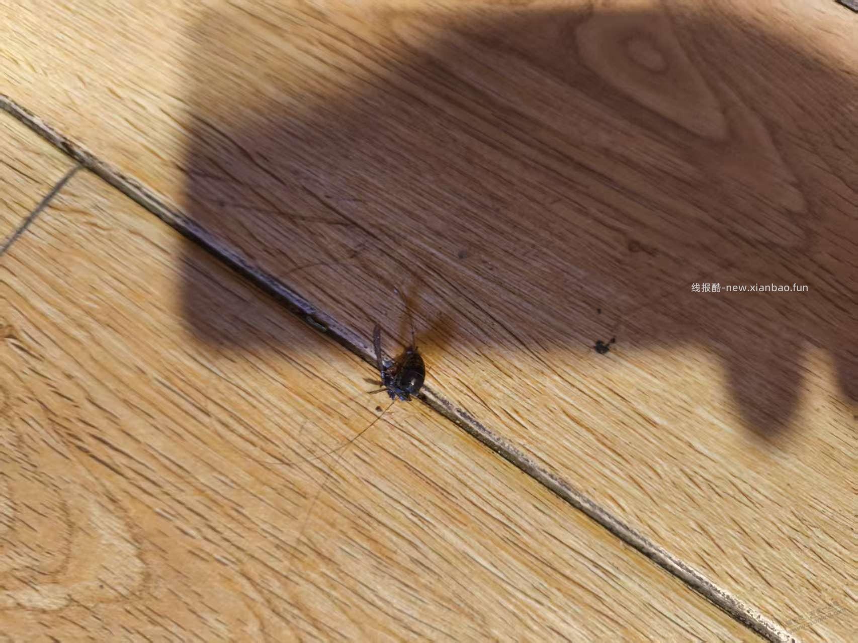 谁有我倒霉，大清早穿袜子被胡蜂蛰了 - 线报酷