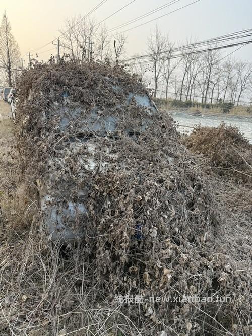 这些车为什么宁愿废弃也不卖掉呢 - 线报酷