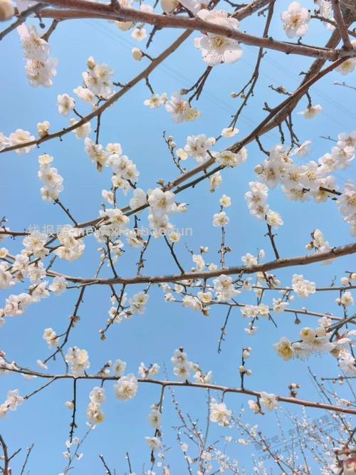梅开何其早 - 线报酷