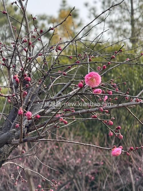 梅开何其早 - 线报酷