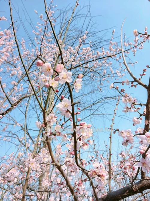 梅开何其早 - 线报酷