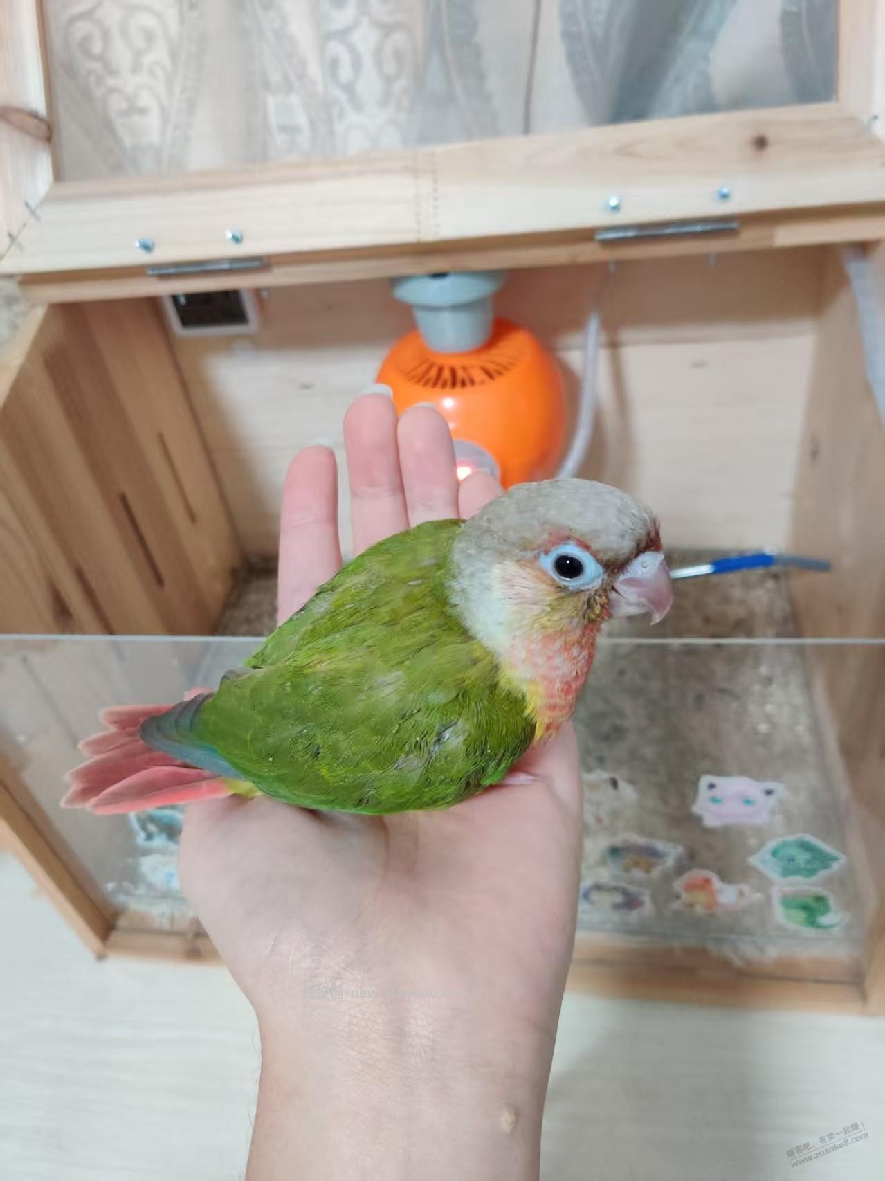 懂起哥，我买的小太阳鹦鹉到了，感觉中招了，我要30天的，这个感觉都成年了啊 - 线报酷