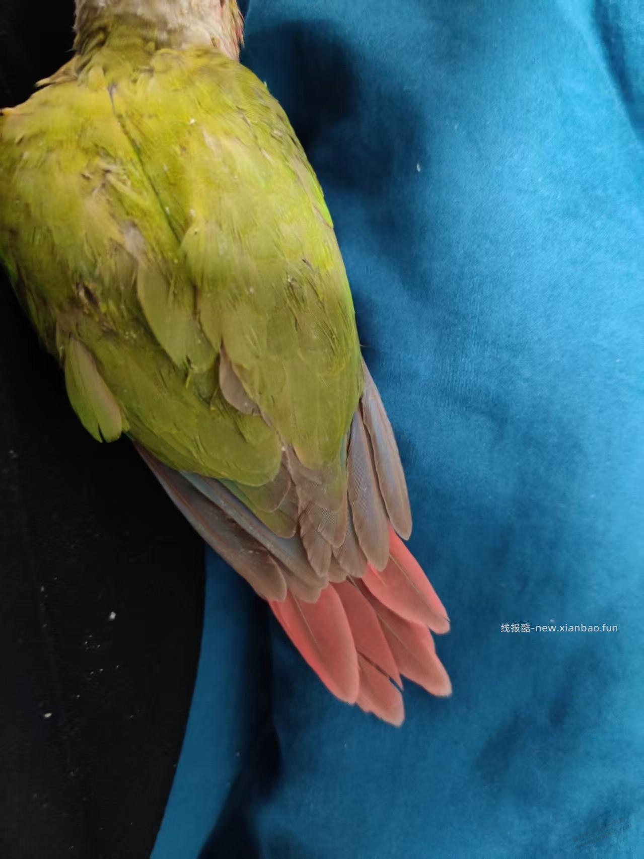 懂起哥，我买的小太阳鹦鹉到了，感觉中招了，我要30天的，这个感觉都成年了啊 - 线报酷