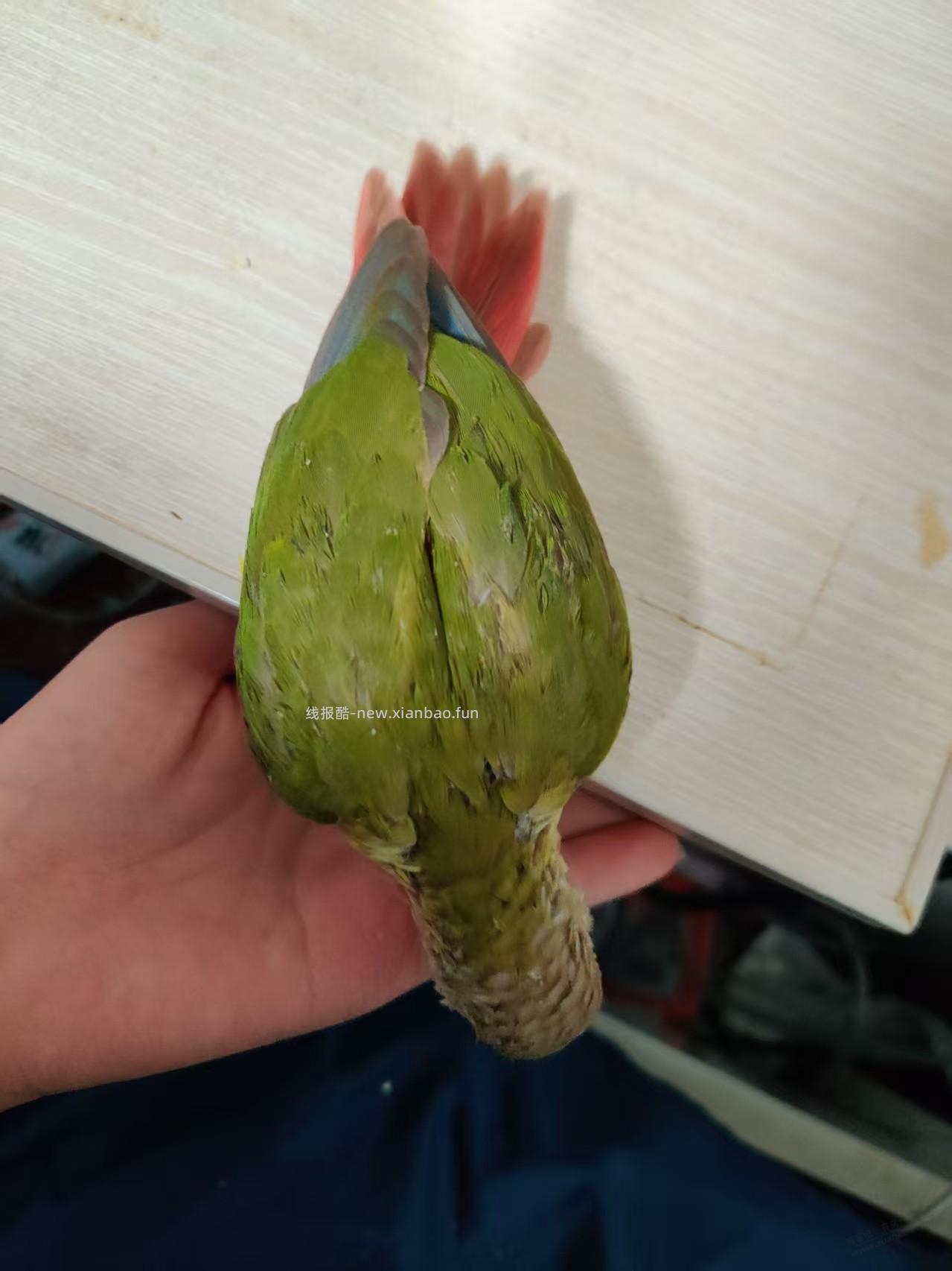 懂起哥，我买的小太阳鹦鹉到了，感觉中招了，我要30天的，这个感觉都成年了啊 - 线报酷