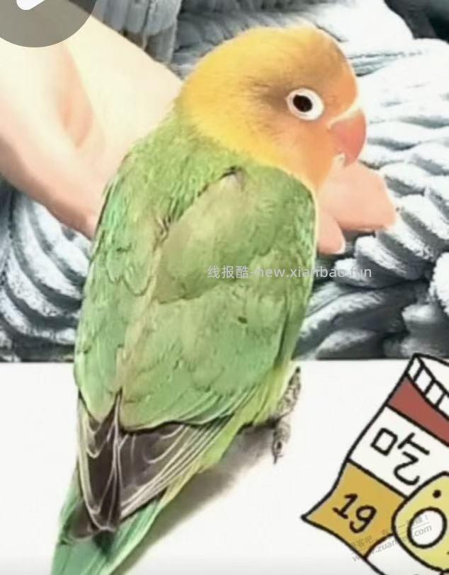 懂起哥，我买的小太阳鹦鹉到了，感觉中招了，我要30天的，这个感觉都成年了啊 - 线报酷
