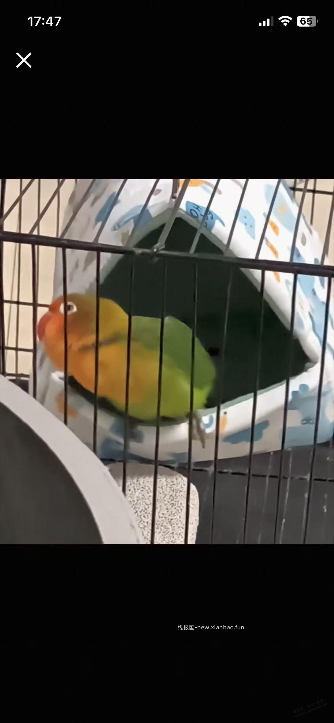 懂起哥，我买的小太阳鹦鹉到了，感觉中招了，我要30天的，这个感觉都成年了啊 - 线报酷