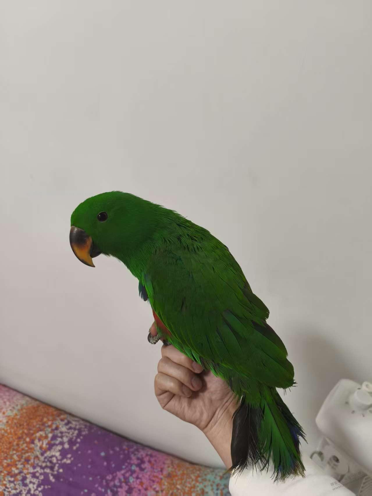 懂起哥，我买的小太阳鹦鹉到了，感觉中招了，我要30天的，这个感觉都成年了啊 - 线报酷