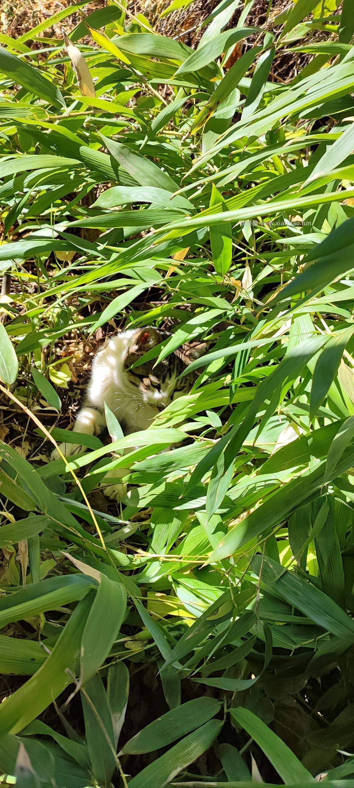 小野猫喜欢什么？怎么才能捕获他 - 线报酷