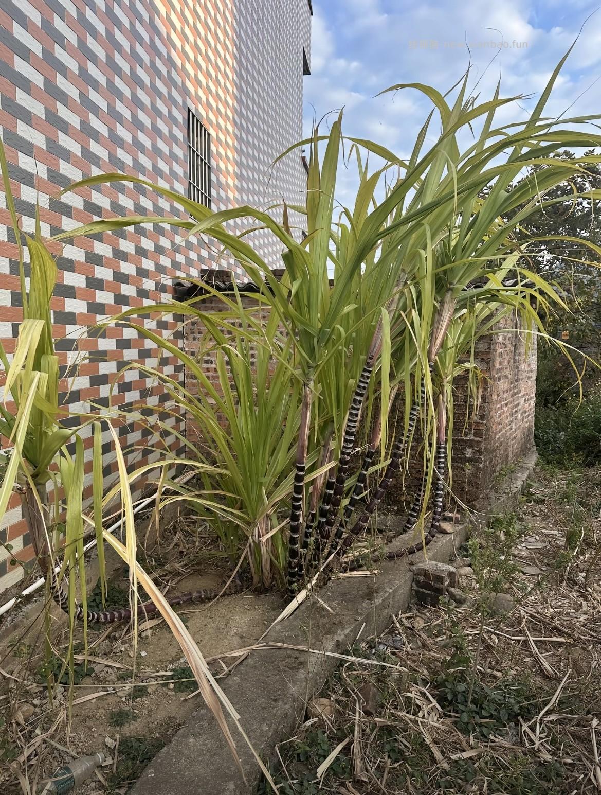 请问这种甘蔗能吃吗？ - 线报酷