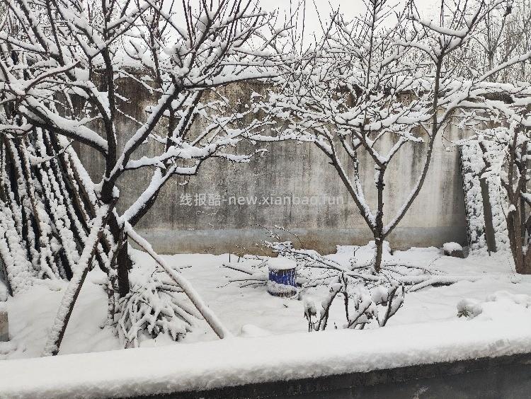 山楂树和杏树挂满了雪 - 线报酷