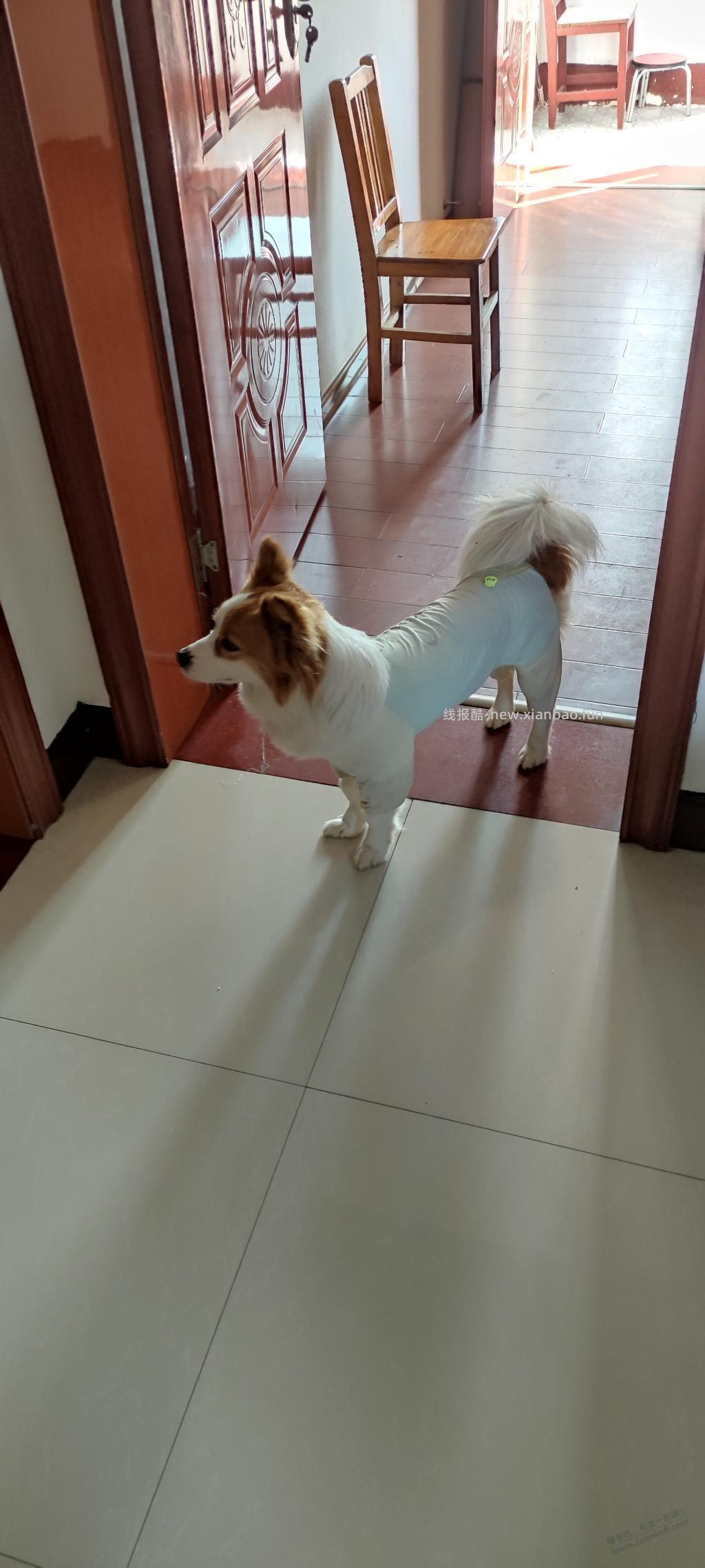 一条陌生狗跟着进家里来了 - 线报酷