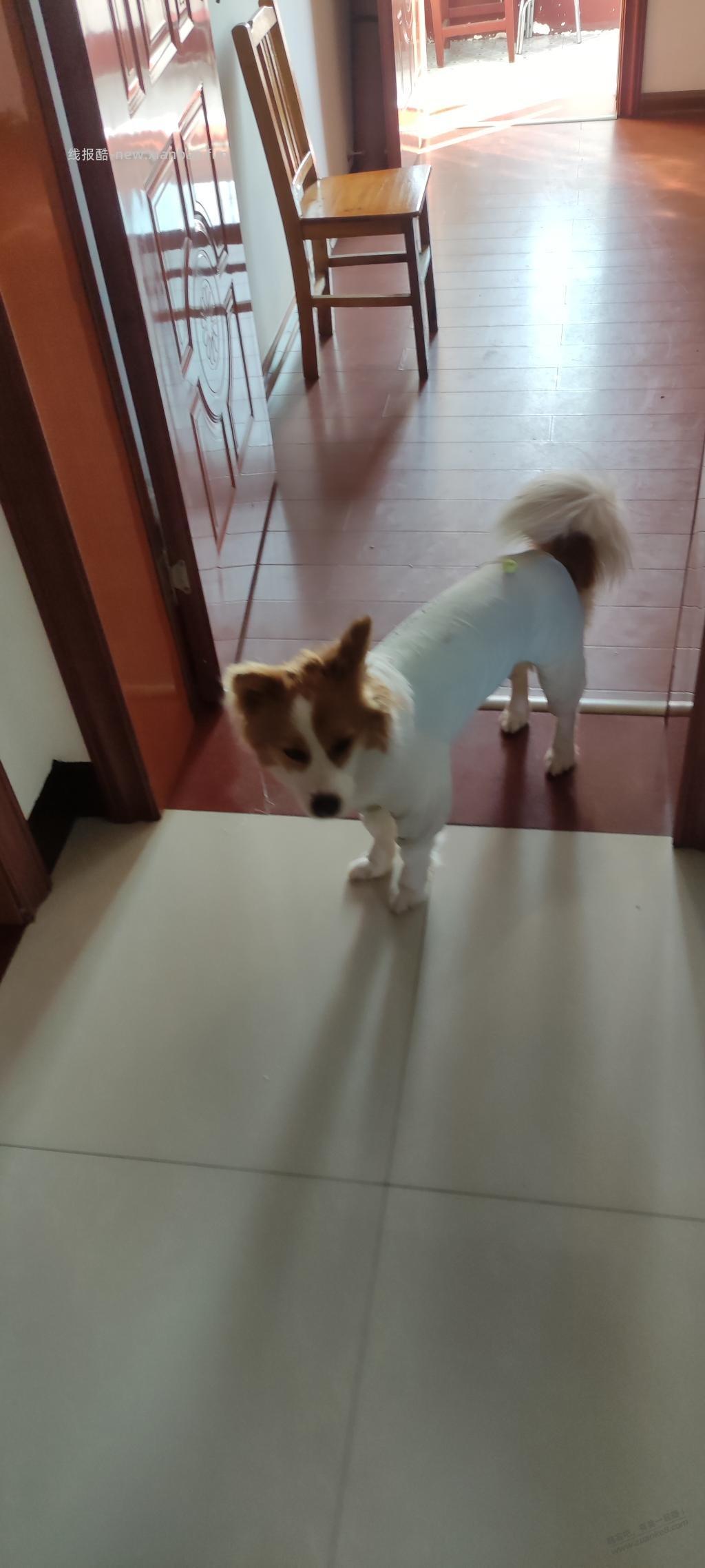一条陌生狗跟着进家里来了 - 线报酷