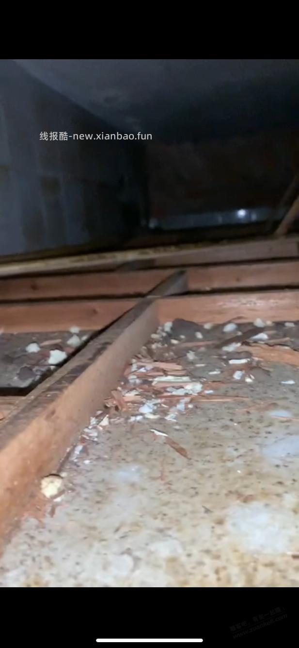 中空的吊顶，每天老鼠叽叽歪歪 - 线报酷