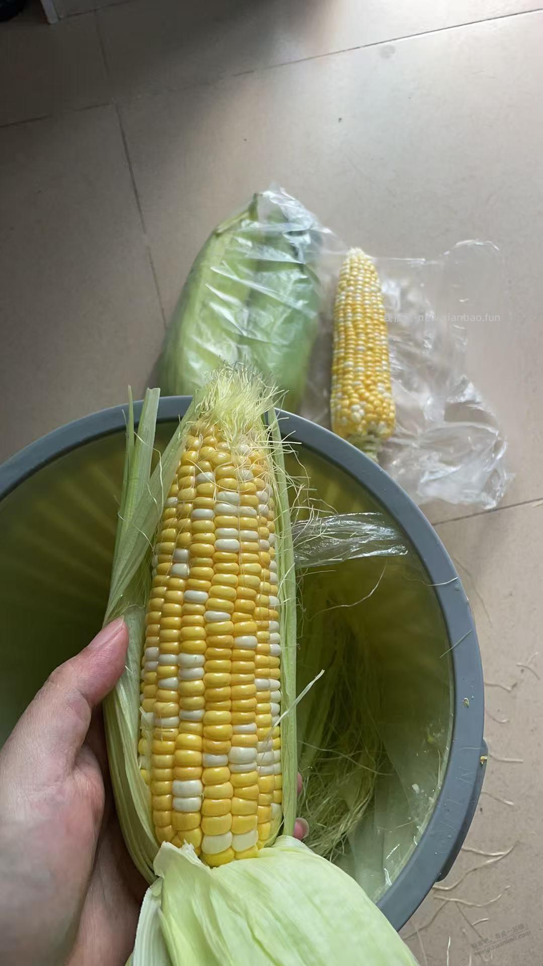 吓得我连忙煮5块钱4根玉米压压惊 - 线报酷