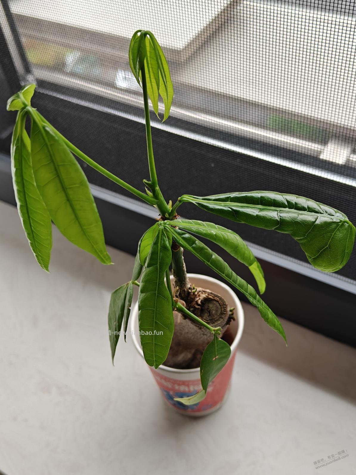 终于不再是植物杀手，ZFB免费兑换的发财树算是养活了 - 线报酷