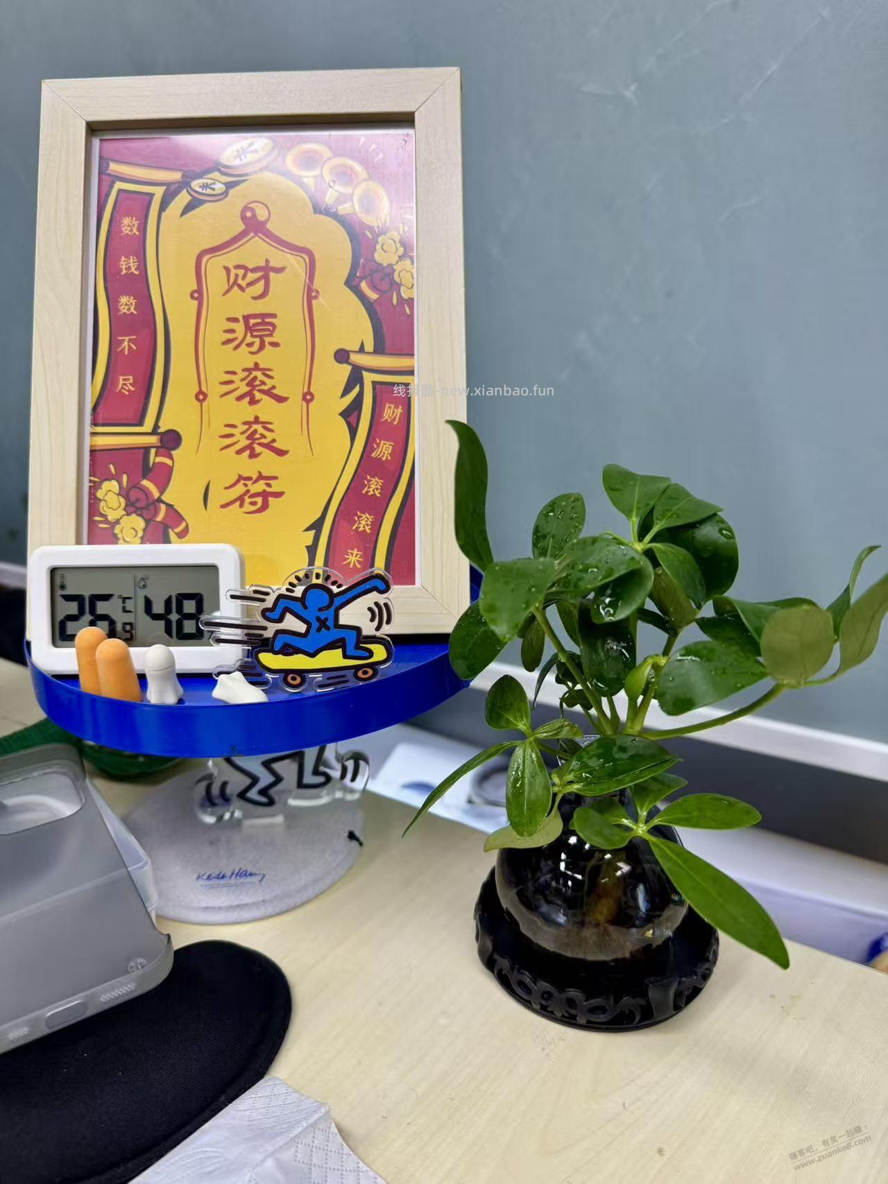 我的水培鸭脚木 开始发新根了 - 线报酷