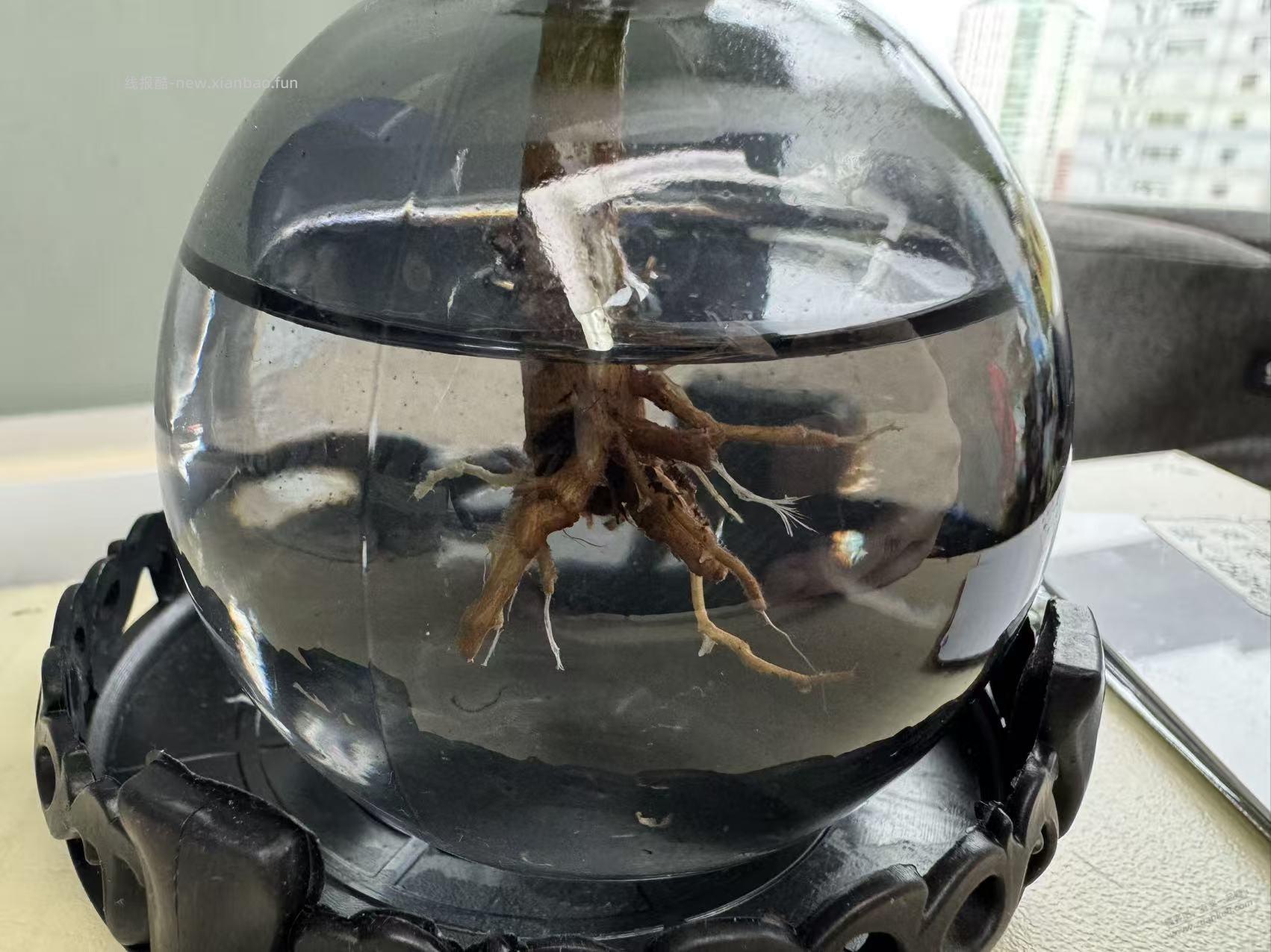 我的水培鸭脚木 开始发新根了 - 线报酷