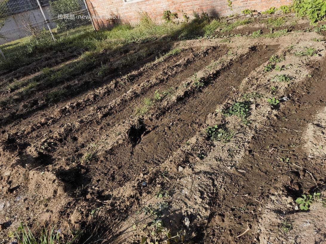 现在干农活真不行了 - 线报酷