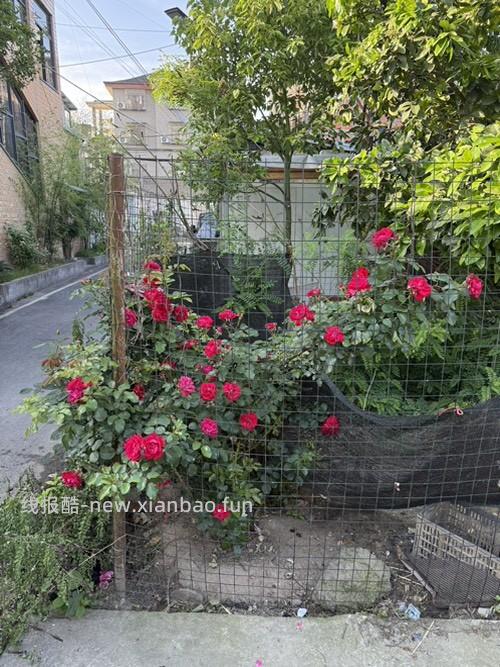 家门口的金银花和月季开啦 - 线报酷