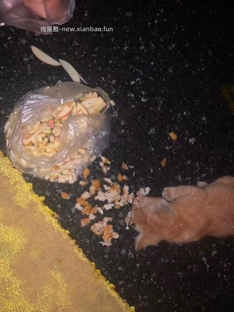 路上遇到行讨的流浪猫母子 - 线报酷
