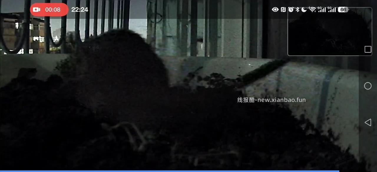 卧槽，竟然是老鼠 - 线报酷