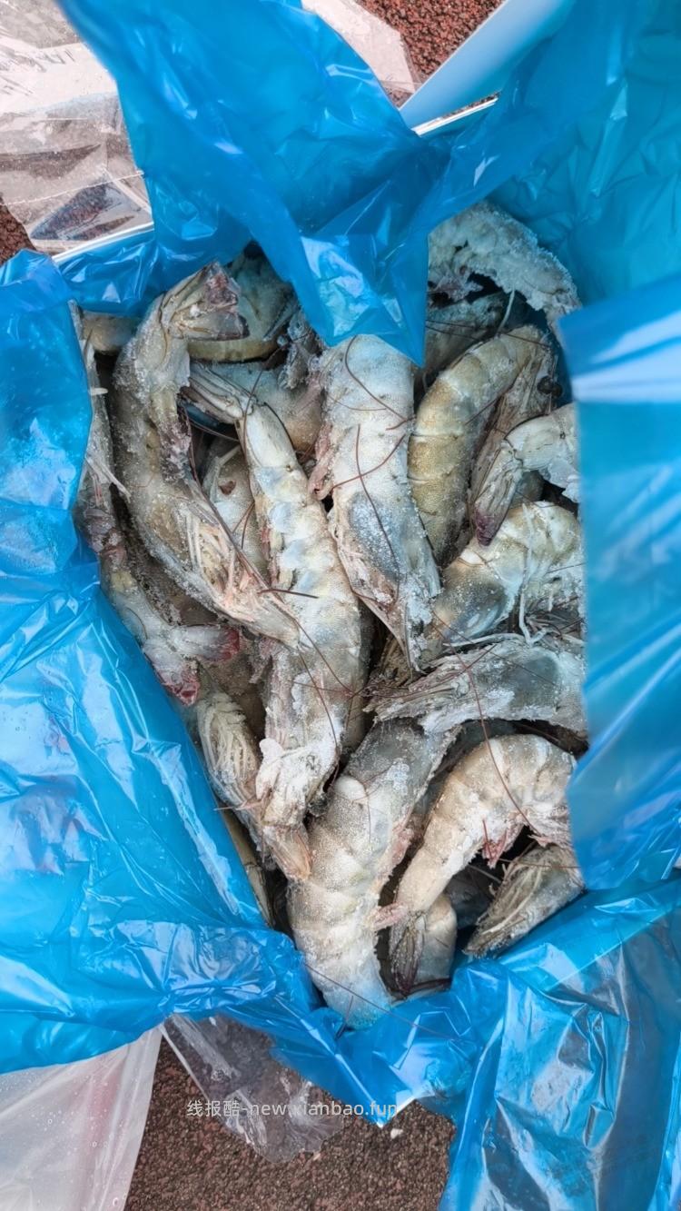 东哥亲手抓的厄瓜多额大虾到了 - 线报酷