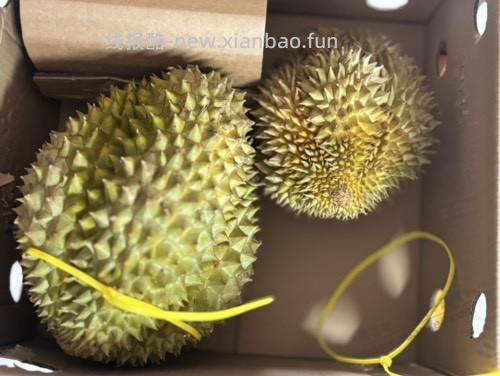 老哥们怎么看榴莲熟了没有呀 - 线报酷