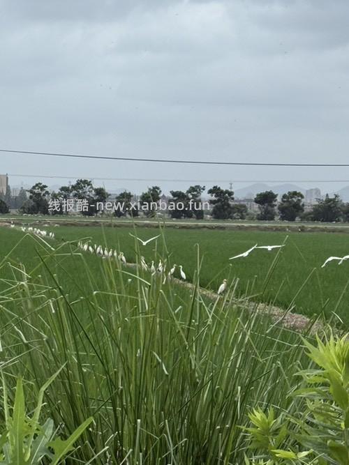 一行白鹭蹲田埂 - 线报酷