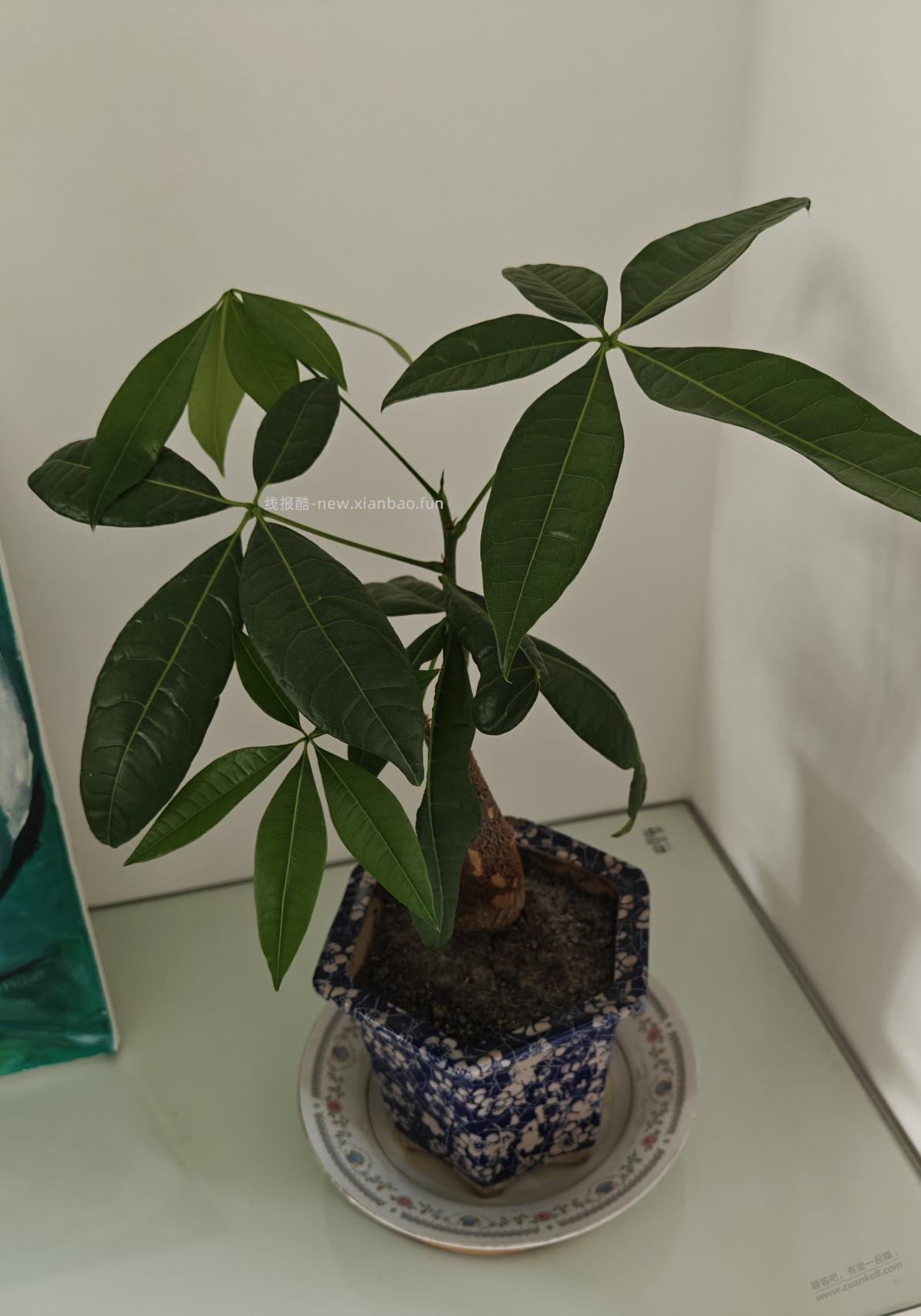 支付宝免费的发财树现在养成这样，作为植物杀手的我已经很不容易了 - 线报酷