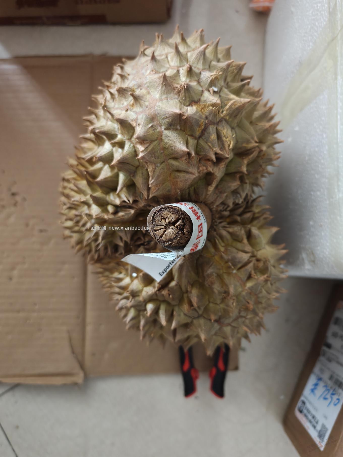 前天多多的榴莲昨天到了 - 清风线报