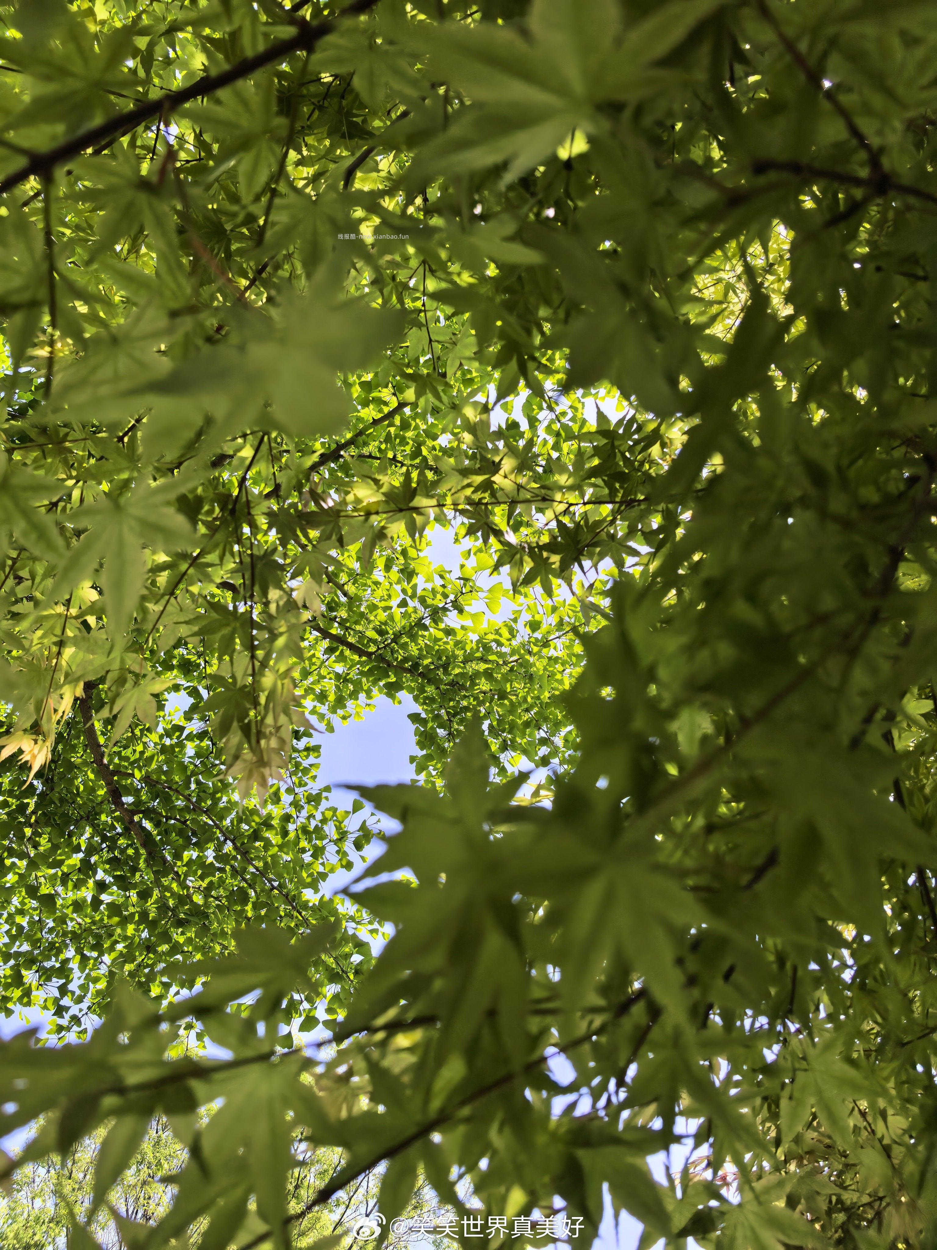 🤗壁纸/美图/照片 分享贴 ☘️评论分享好看的图片 - 线报酷
