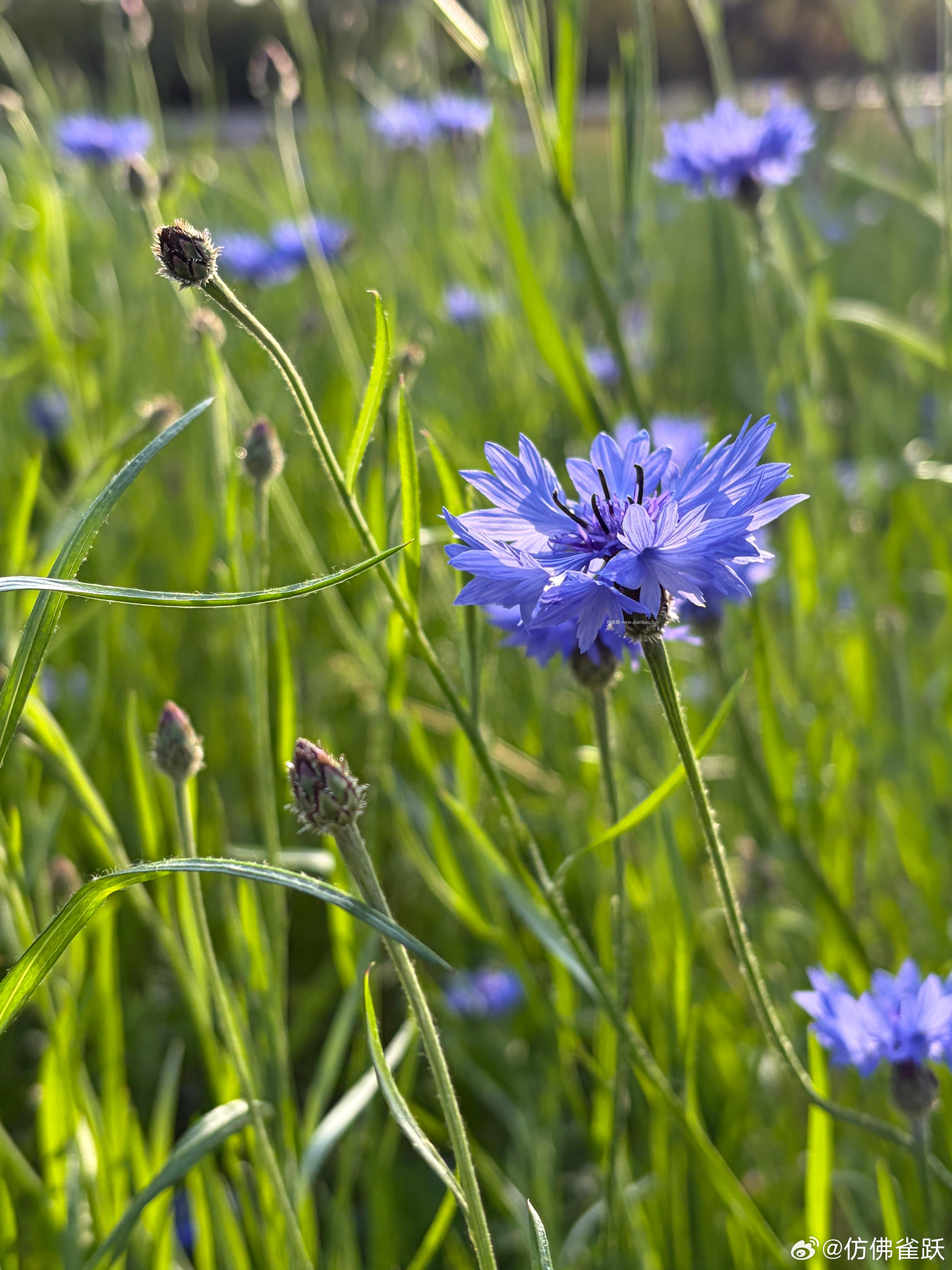 🤗壁纸/美图/照片 分享贴 ☘️评论分享好看的图片 - 线报酷