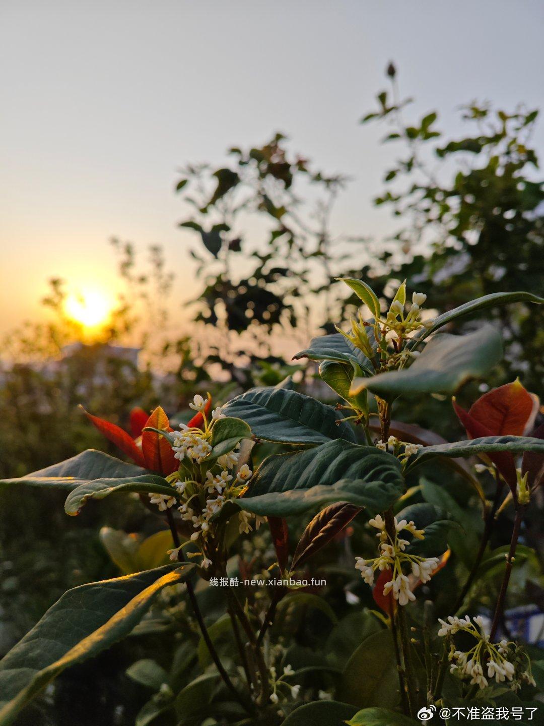 尚洋发酵芝麻饼肥 有机肥 如图 - 线报酷