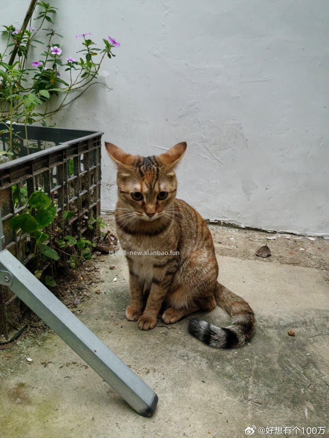 日子每天都重复没啥新鲜事 但是还好有花有猫有歌 - 线报酷