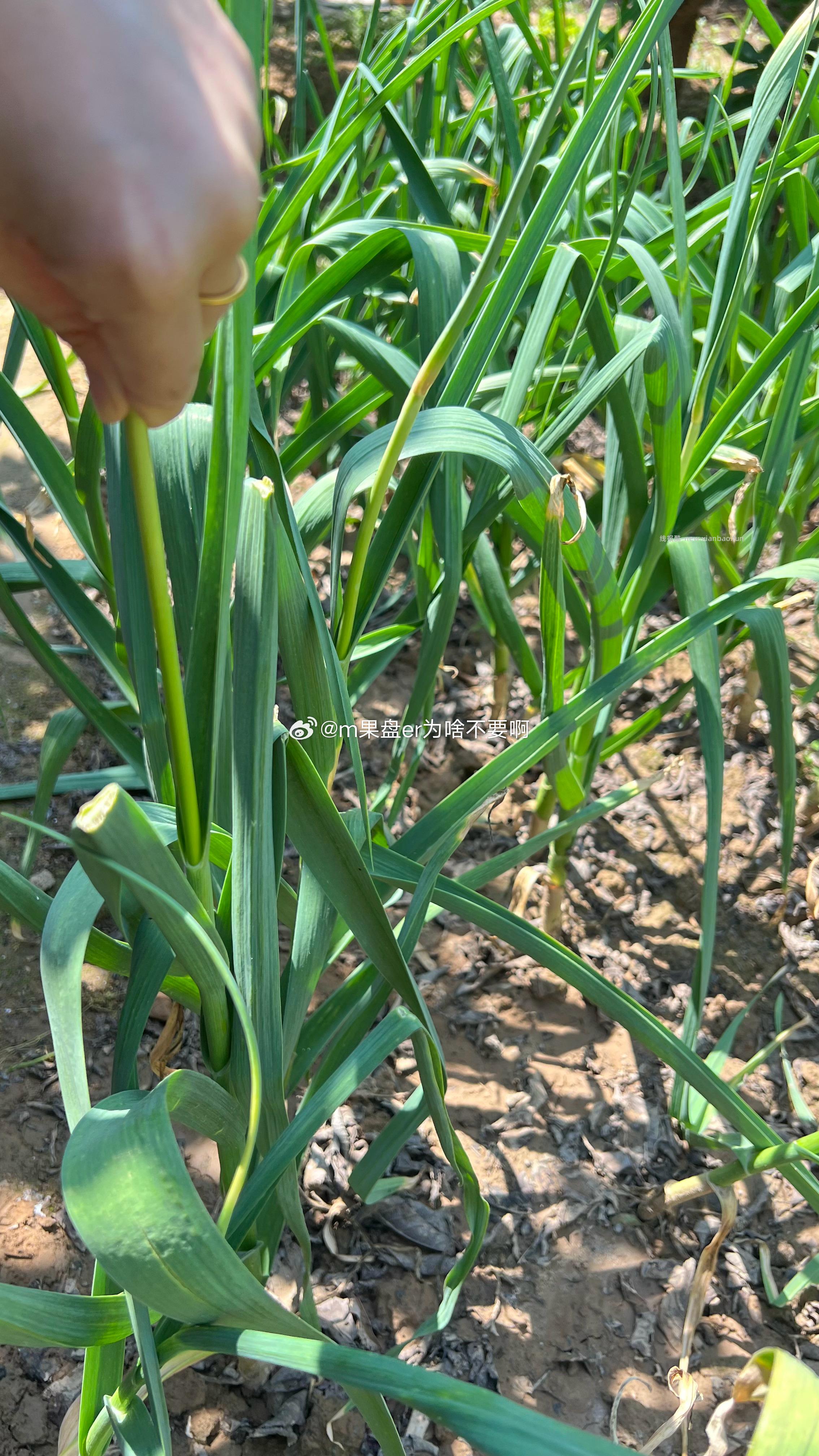 刷到视频听说最近河南的蒜薹抽不完 吃不完 送不完 - 线报酷