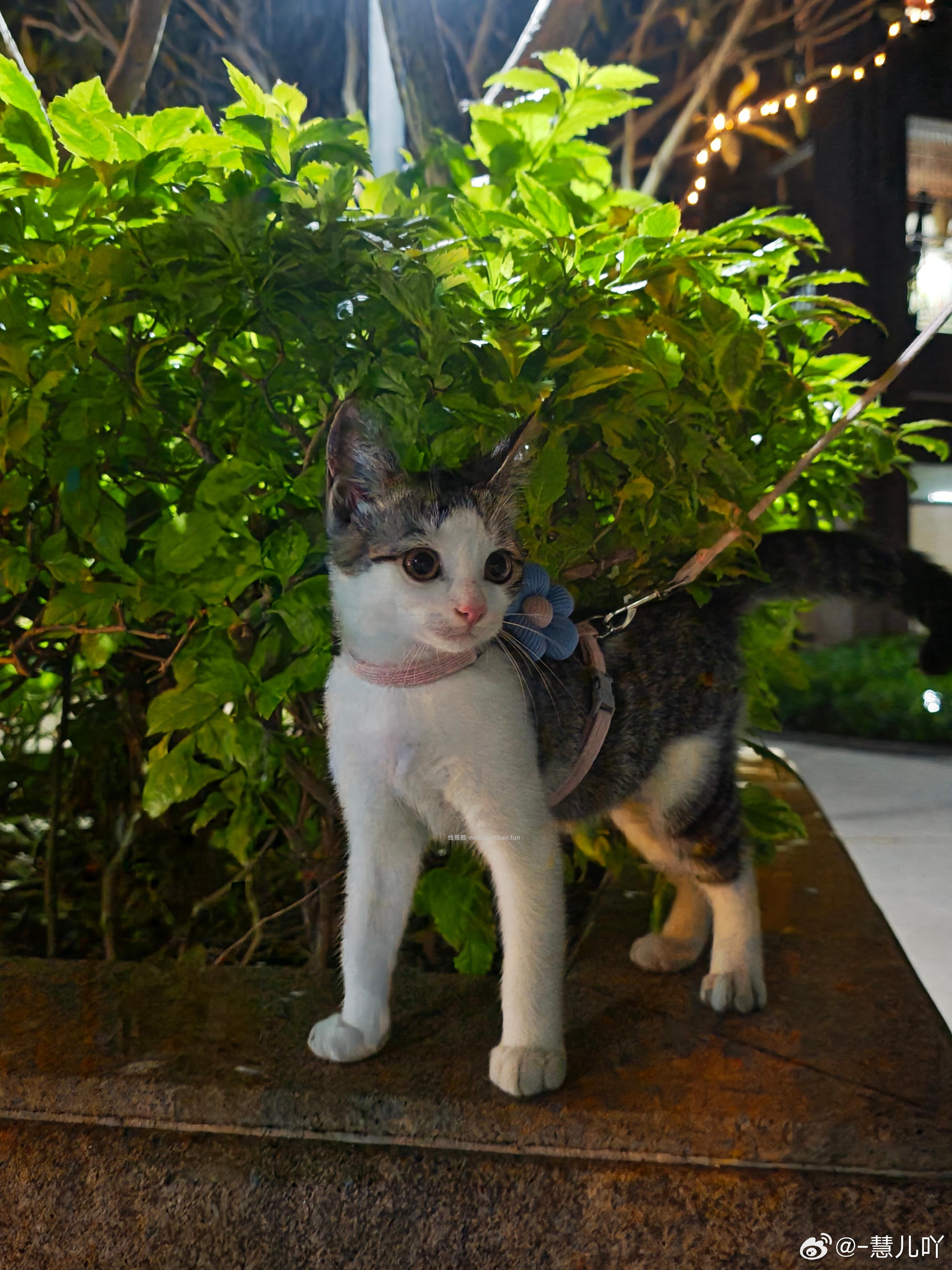 上了几节网球课🎾 教练说他哮喘犯了 养不了小猫咪了 要把金渐层小猫咪送给我 - 线报酷