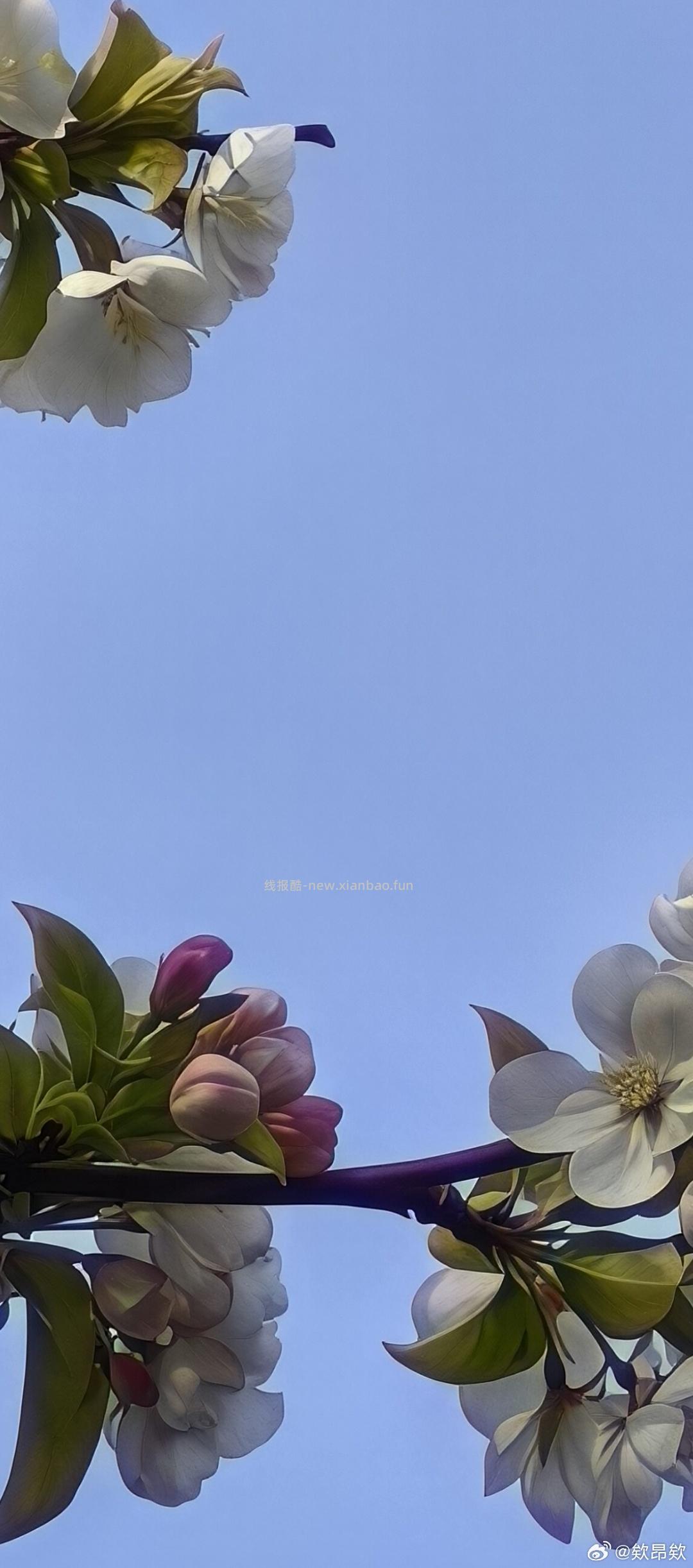 🤗壁纸/美图/照片 分享贴 ☘️评论分享好看的图片 - 线报酷