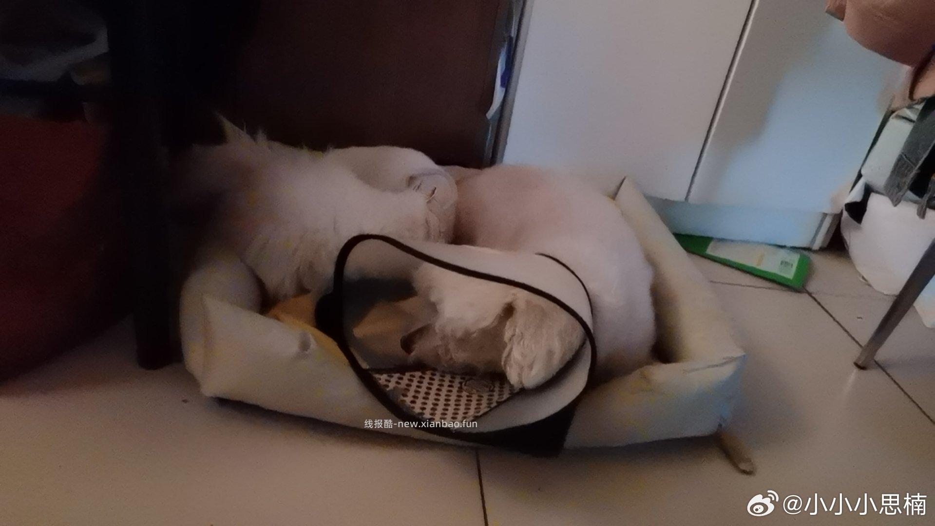 日子每天都重复没啥新鲜事 但是还好有花有猫有歌 - 线报酷