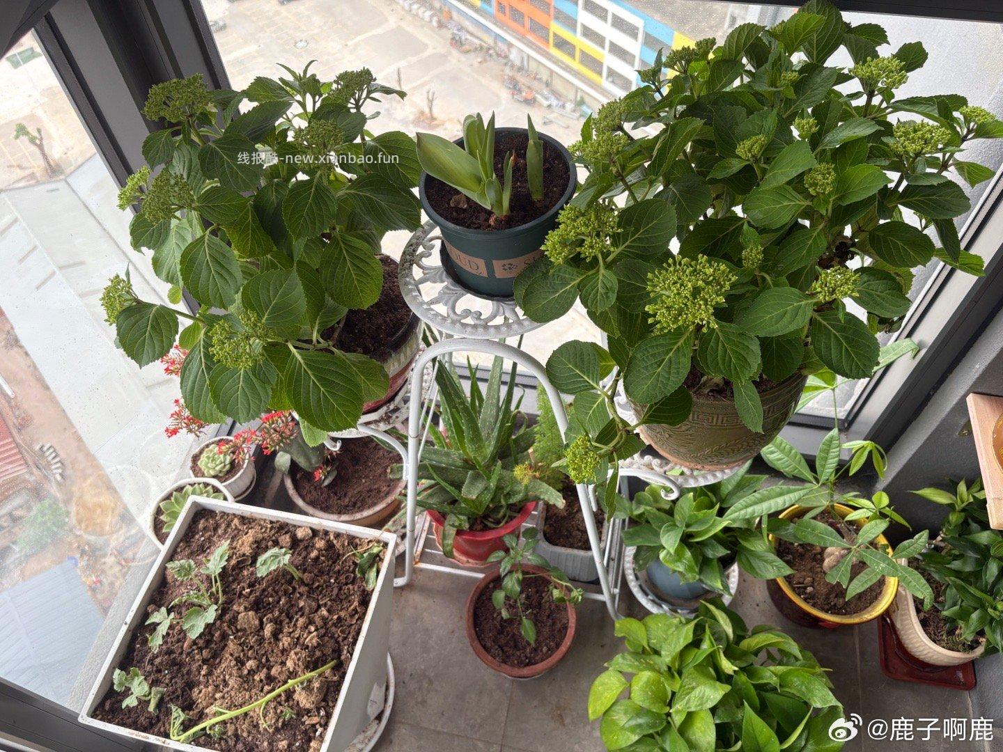 卡皮巴拉 开个关于种花的讨论帖 之前看热搜说有的店卖工业废土什么的 - 线报酷