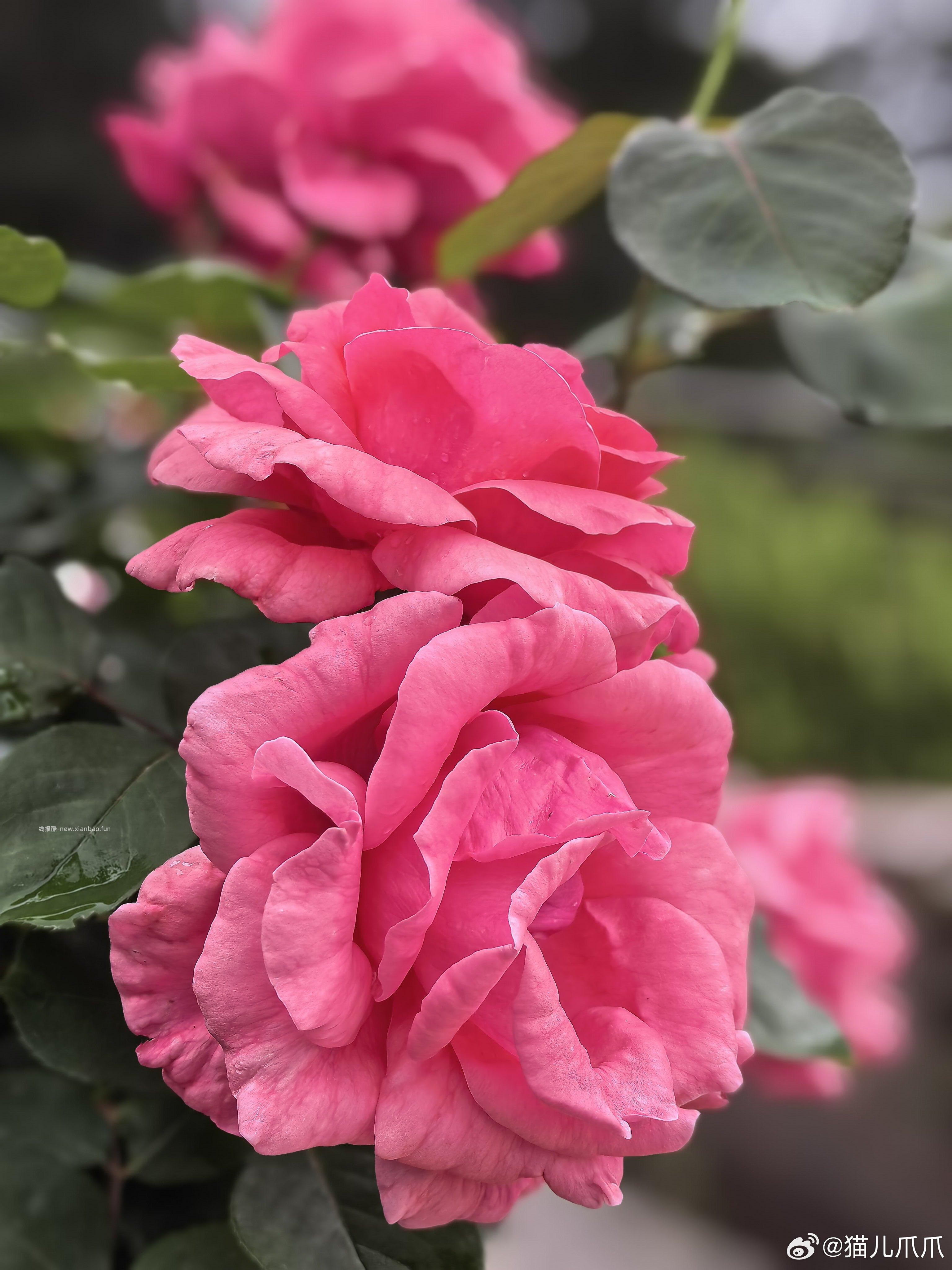 🤗壁纸/美图/照片 分享贴 ☘️评论分享好看的图片 - 线报酷