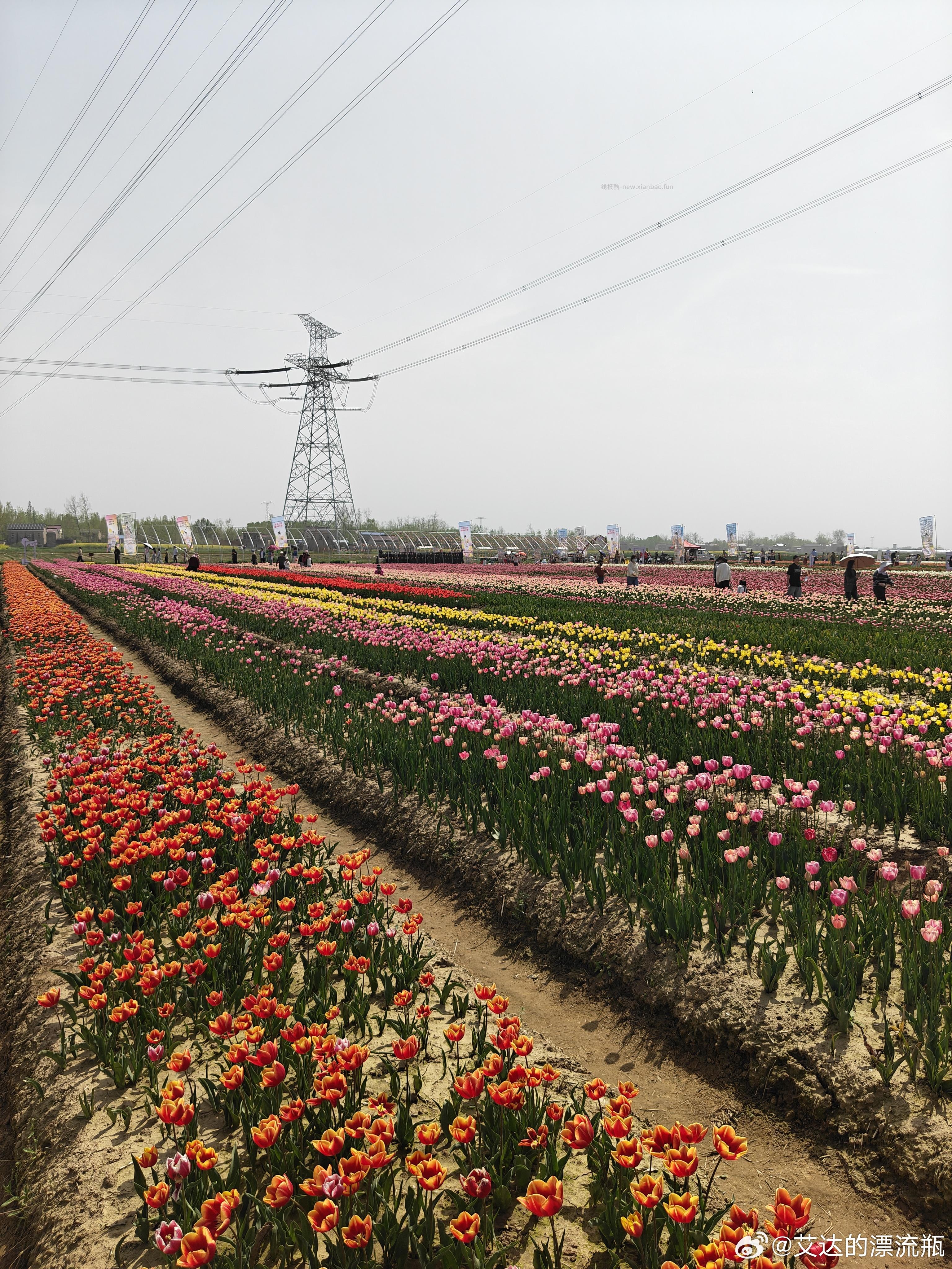 鲜花馆10券 郁金香鲜花10枝 1 - 线报酷