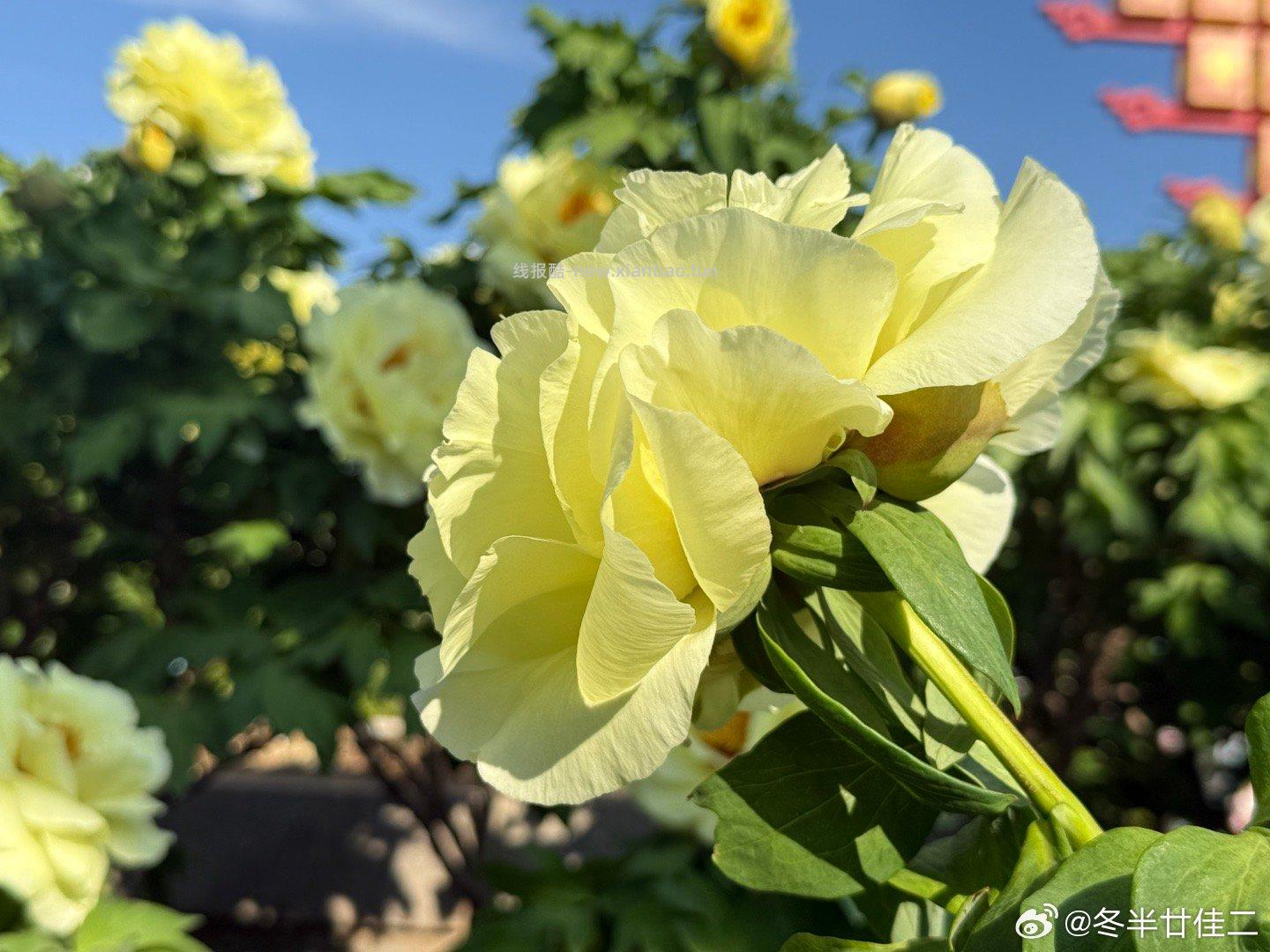 🤗壁纸/美图/照片 分享贴 ☘️评论分享好看的图片 - 线报酷