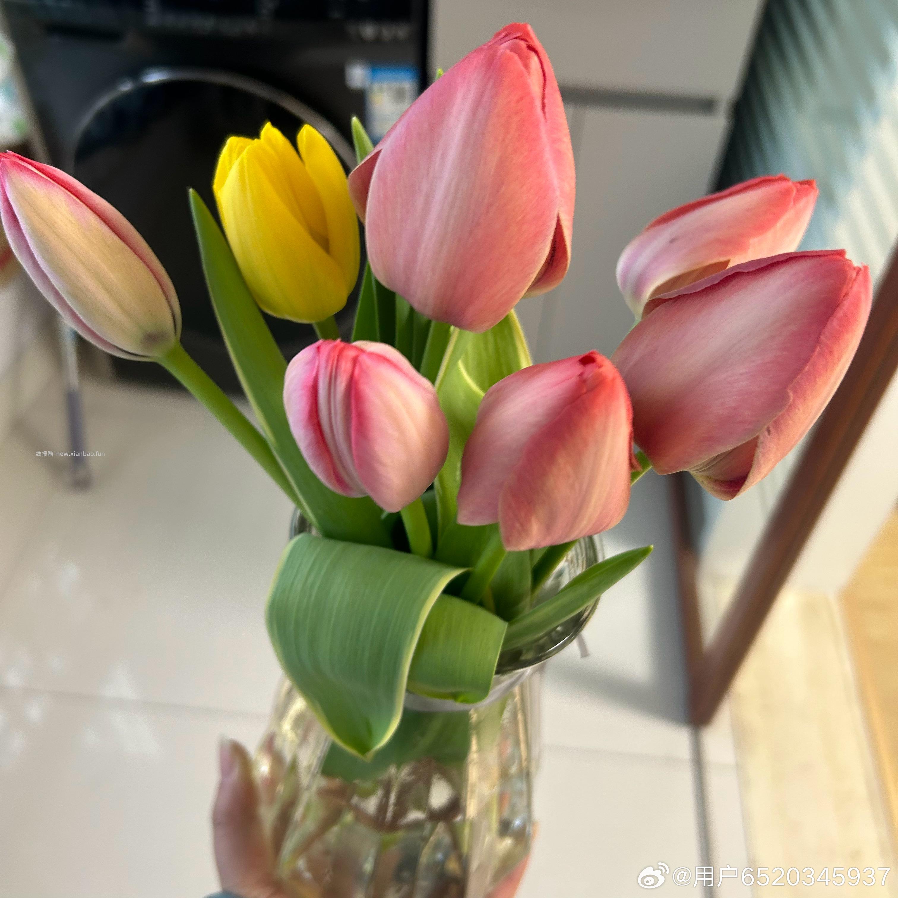 京喜郁金香鲜花随机色10枝 1元 - 线报酷