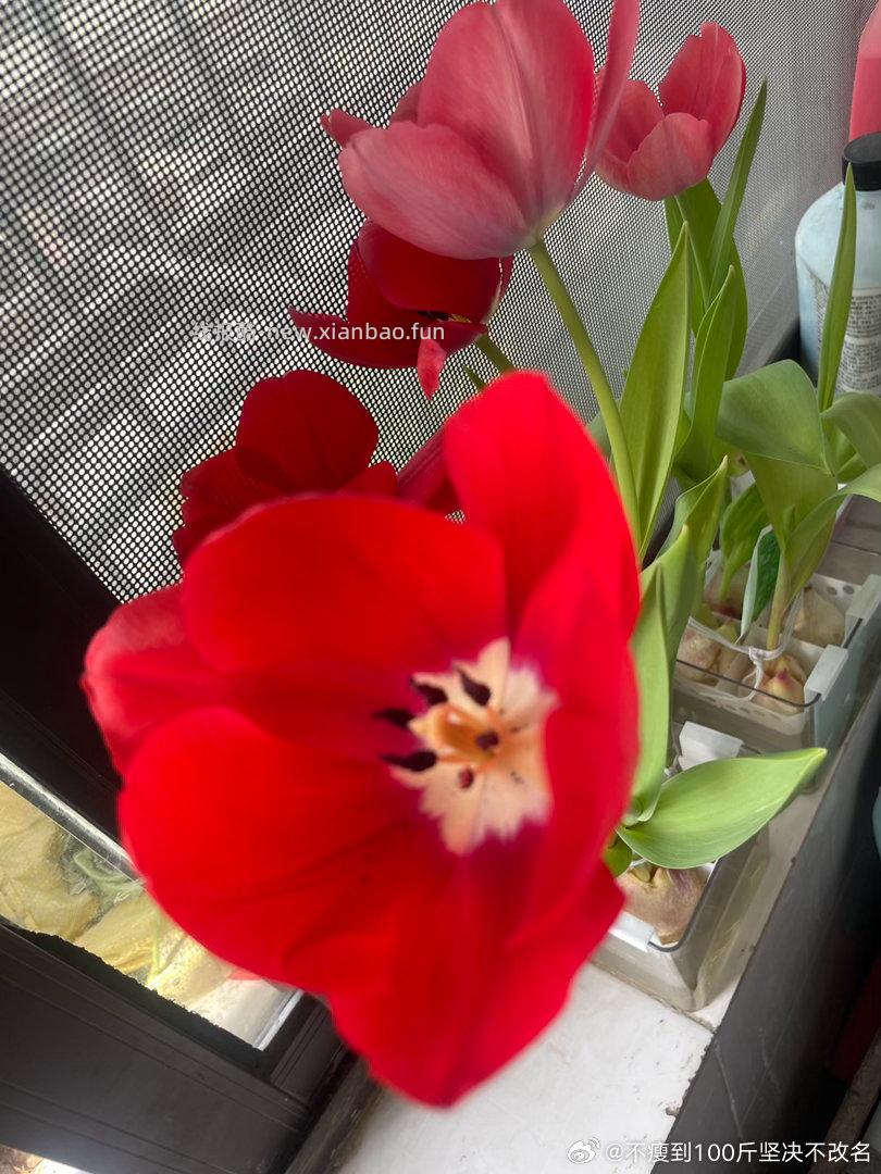 京喜郁金香鲜花随机色10枝 1元 - 线报酷