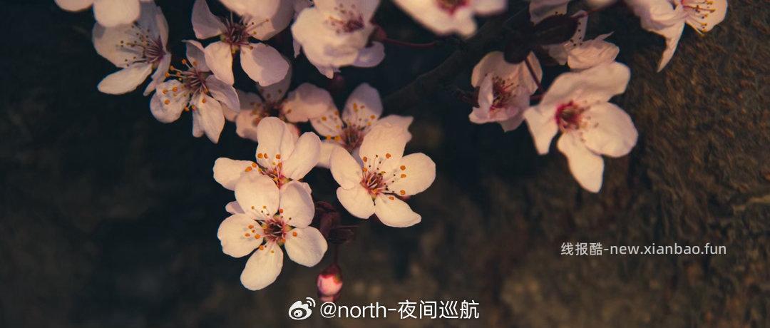 🤗壁纸/美图/照片 分享贴 ☘️评论分享好看的图片 - 线报酷