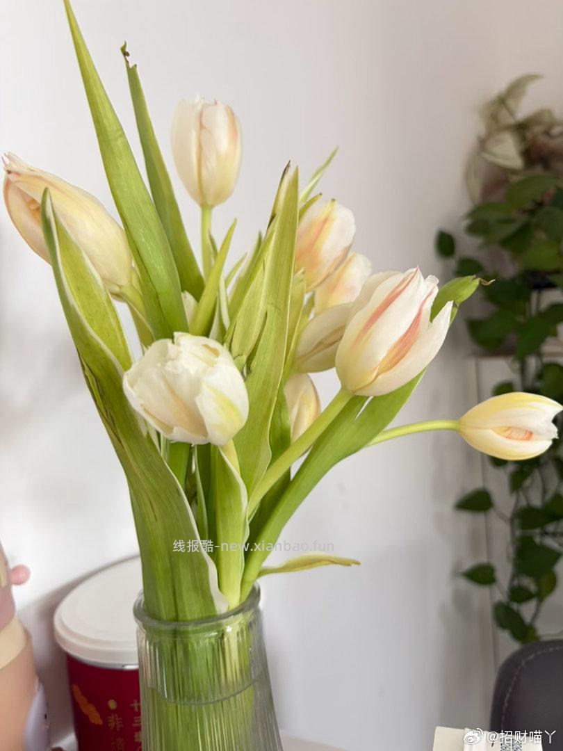 京喜郁金香鲜花随机色10枝 1元 - 线报酷