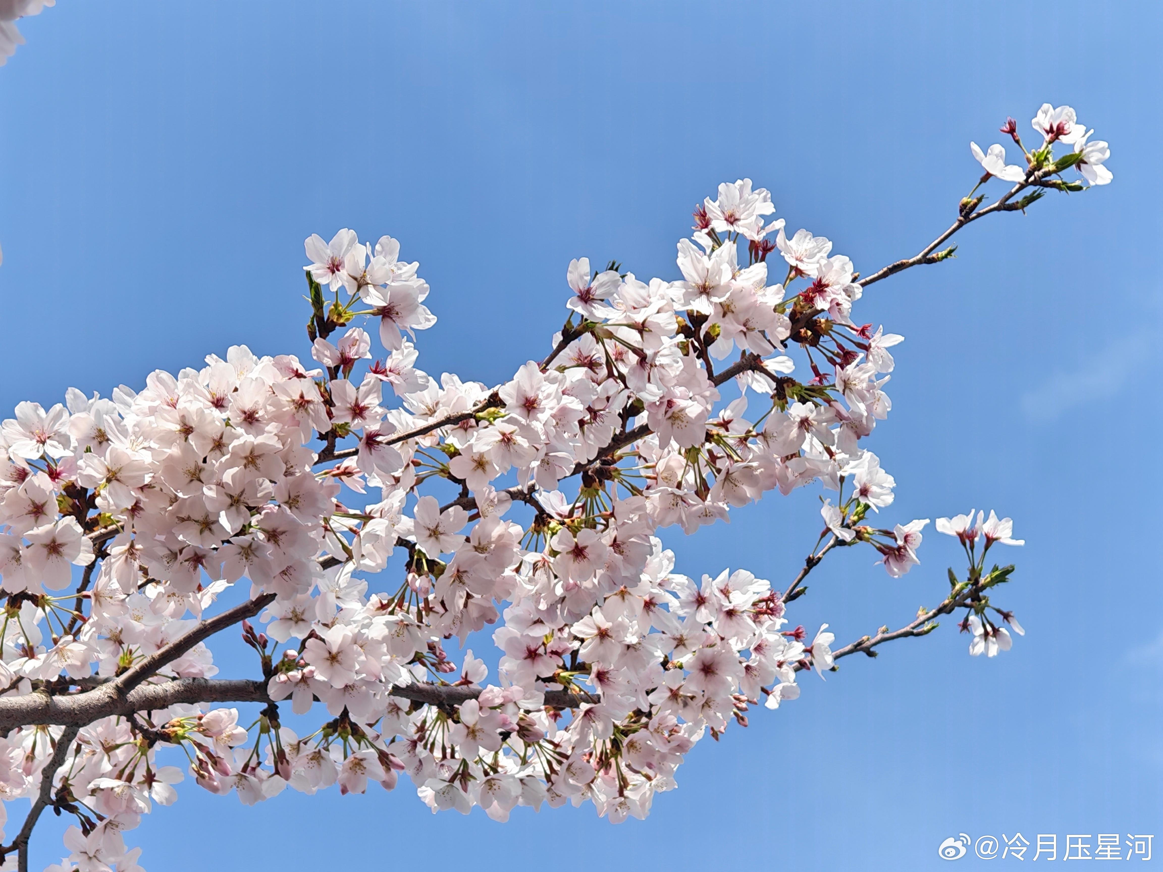 🤗壁纸/美图/照片 分享贴 ☘️评论分享好看的图片 - 线报酷